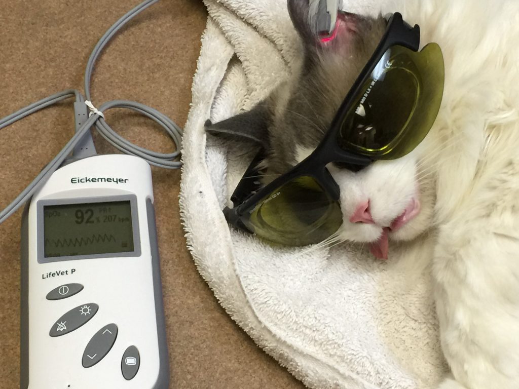 Laser Therapy for Cas in Scarborough, ON Guildcrest Cat Hospital