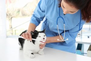 The Importance of Pet Dental Health - Cats