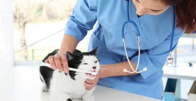 The Importance of Pet Dental Health - Cats