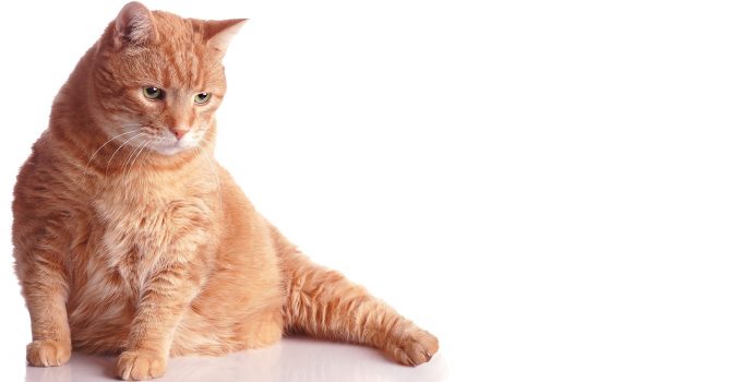 5 Signs Your Cat Has Diabetes