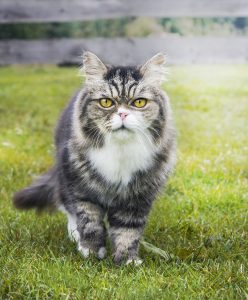 Allergies In Pets, Scratching The Surface