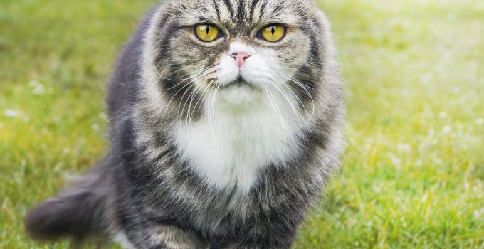 Allergies In Pets, Scratching The Surface