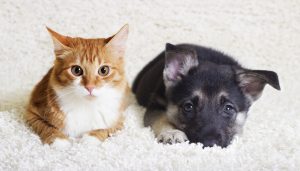 Introducing a New Cat into the Household