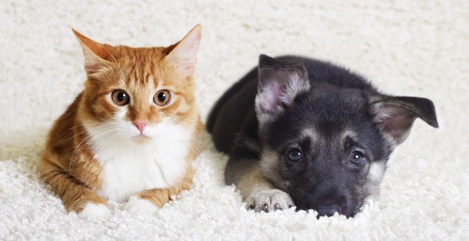 Introducing a New Cat into the Household