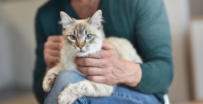 Celebrate National Adopt a Cat Month