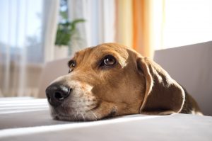 Tips For Pets With Noise Phobia
