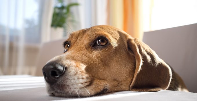 Tips For Pets With Noise Phobia