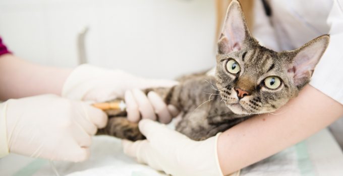 Causes of Hair Loss In Cats