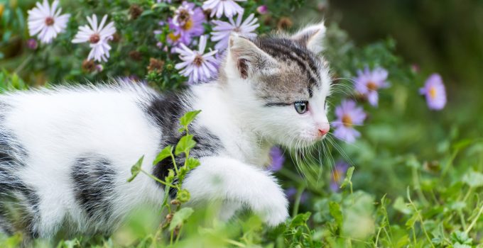 How to Keep Cats Safe Outdoors
