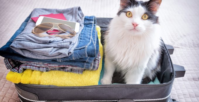 A Guide To Vacation With Your Cat