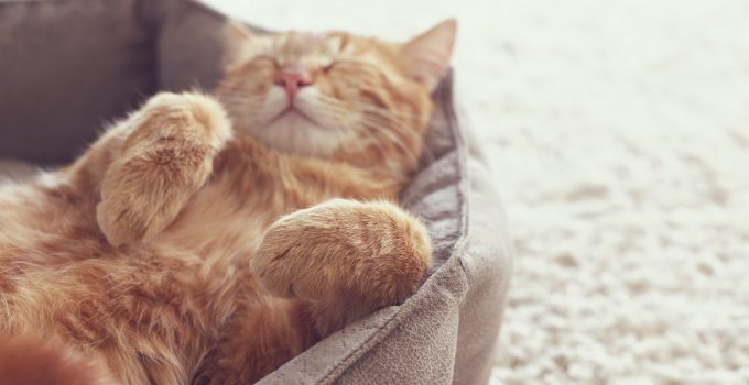 Why and How Cats Have Seizures