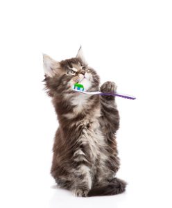 Does My Pet Need a Dental Cleaning?