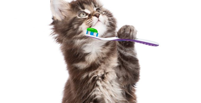 Does My Pet Need a Dental Cleaning?