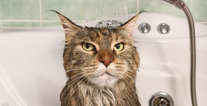 Cat Bath Time Survival Guide