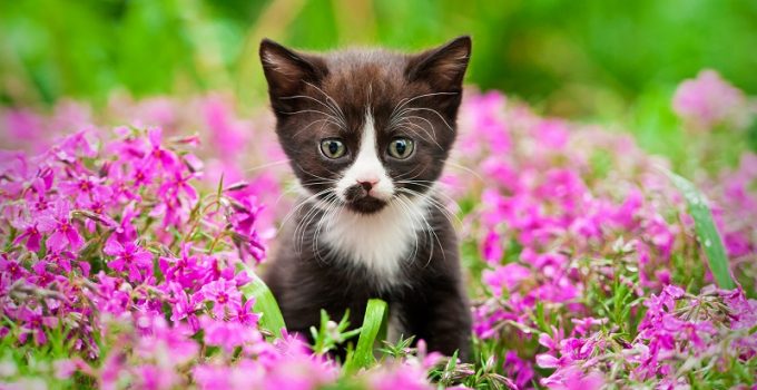Protecting Your Cat From Dangerous Plants