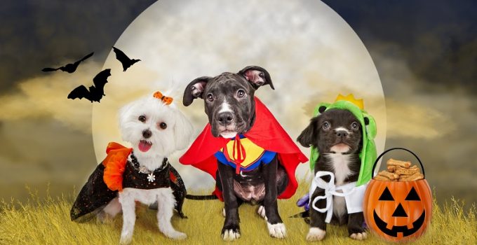 Five Tips To Keep Your Pet Safe This October