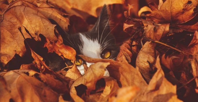 Fall Safety and Your Pet