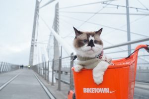 A Happier, Healthier Year For You and Your Cat