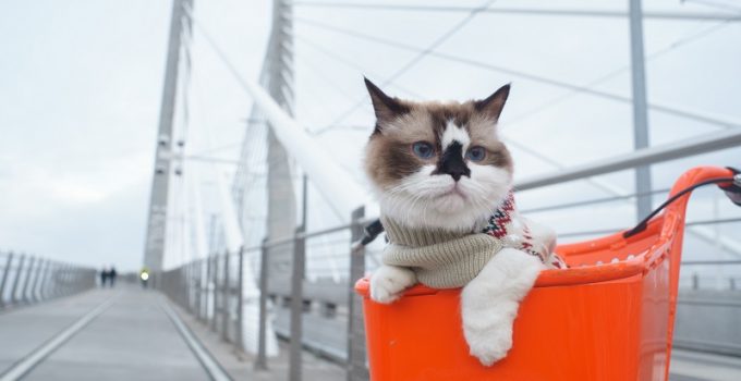 A Happier, Healthier Year For You and Your Cat