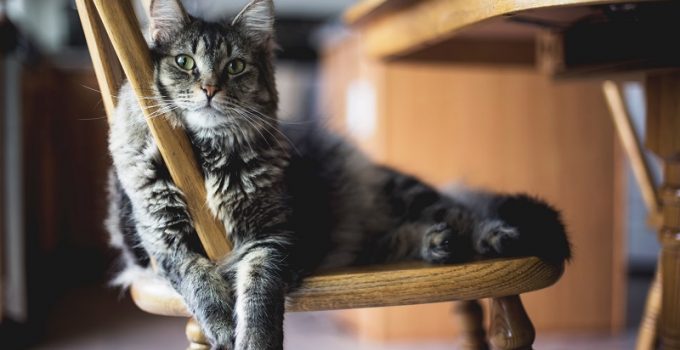 Cleaning Your Pet’s Ears