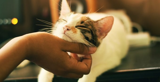 Periodontal Disease in Cats