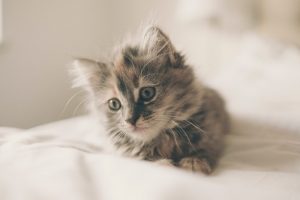 Zoonotic Diseases