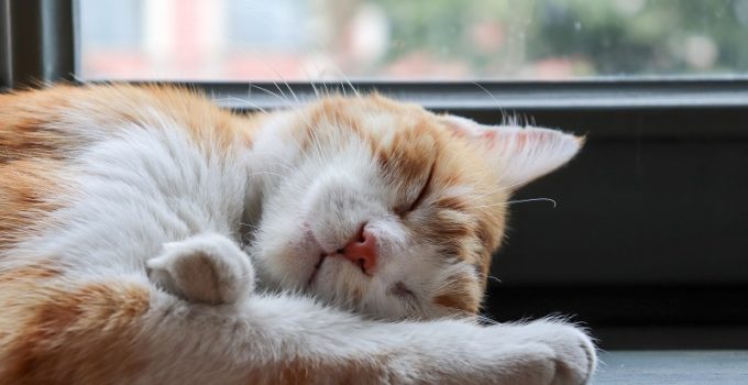 Snoring in Pets