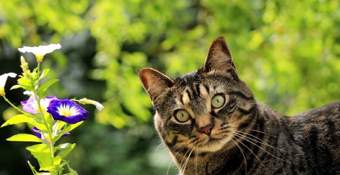 Spring Pet Care