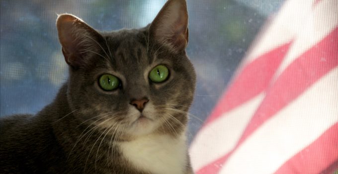 July 4th Pet Safety Cats