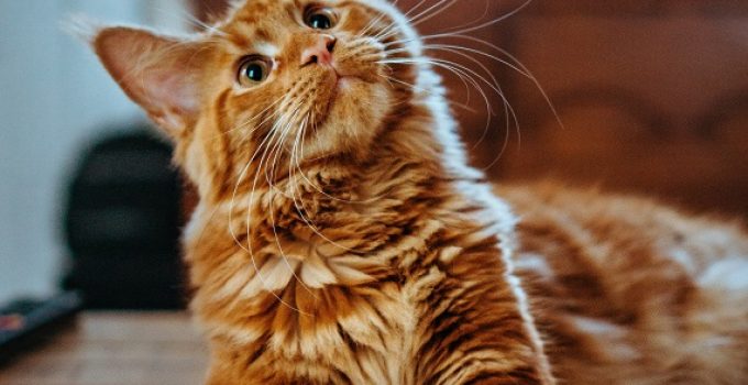 Asthma in Pets