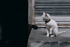 The Importance of Microchipping Your Pet 1