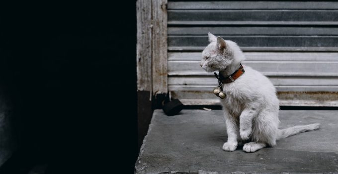 The Importance of Microchipping Your Pet 1