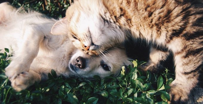Protecting Your Pet With Pet Insurance