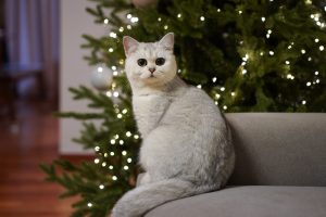 The Holidays and the Potential Pet Hazards - Cat
