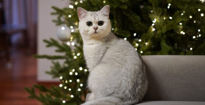 The Holidays and the Potential Pet Hazards - Cat