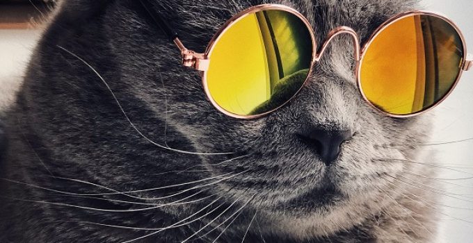 Keeping Your Pet Cool During Summer