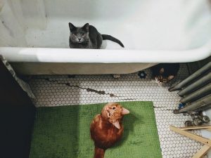 Swimming With Your Cat