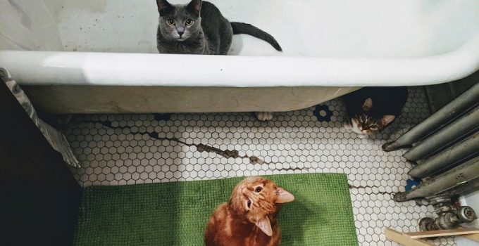 Swimming With Your Cat