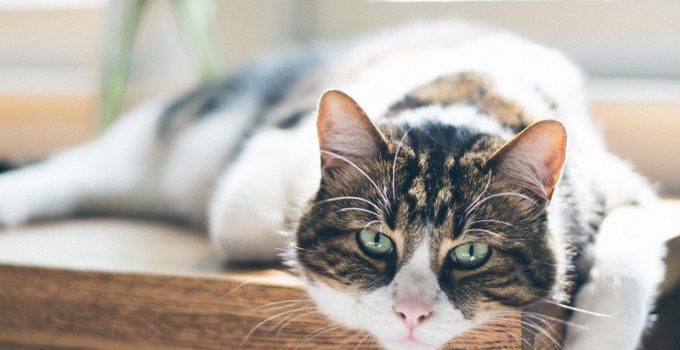 Senior Cat Wellness