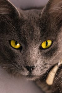 Reasons to Consider Spaying or Neutering Your Cat