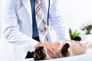 Why do cats need to have routine visits too
