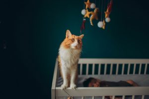 New Parenting With A Cat