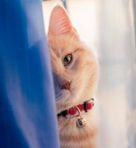 The Importance of Microchipping Your Indoor Cat