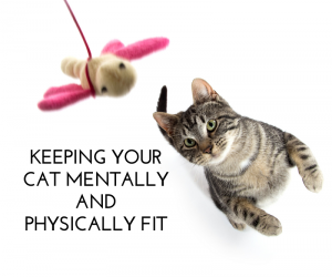 Keeping Your Cat Mentally and Physically Fit