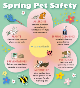 Spring Cat Care Safety