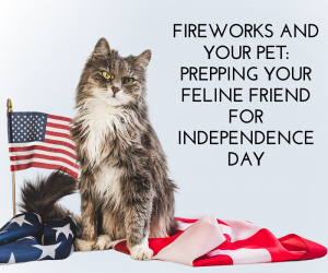 Fireworks and Your Pet Prepping Your Feline Friend for Independence Day