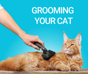 Grooming Your Cat
