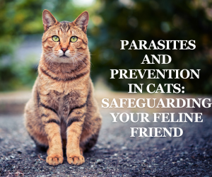 Parasites and Prevention in Cats: Safeguarding Your Feline Friend