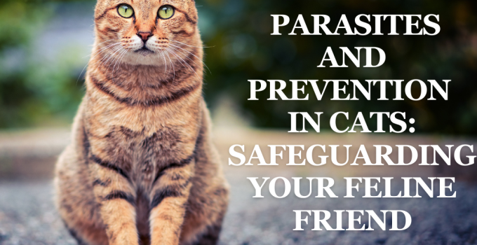 Parasites and Prevention in Cats: Safeguarding Your Feline Friend